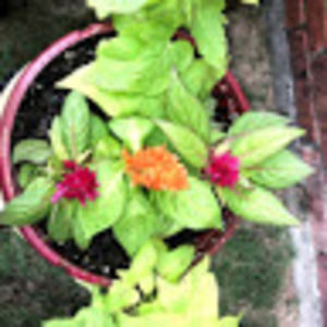 Meet your Posher, Donnis